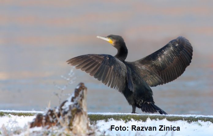 FOTO: Răzvan Zinica/Societatea Ornitologică Română