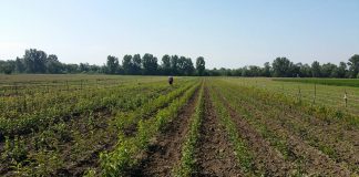 Pepiniera AgroVaida. Antreprenorul care face 100.000 de lei / an din vânzarea de pomi pepiniera agrovaida aiud