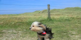 Cod portocaliu de vânt puternic. Rafalele ajung la 120 km /h cod galben de vânt