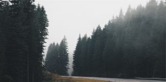 Guvernul vrea să dea Ordonanță de Urgență pentru a putea construi autostrăzi în zonele protejate