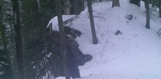 Imagini rare surprinse într-o pădure din România, cu un urs care se scarpină de un arbore urs se scarpină arbore