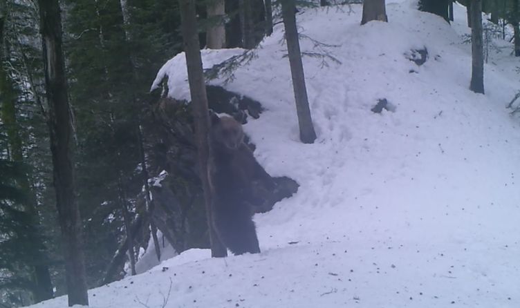 urs se scarpină arbore