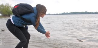 1.000 de pui de nisetru au fost eliberați în Dunăre și au pornit în drumul lor către mare 1000 pui de nisetru eliberați în dunăre