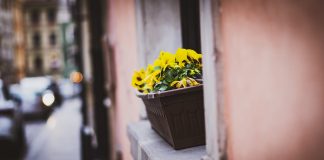 Afaceri cu flori de apartament. Câți bani trebuie să investești la început Afaceri cu flori de apartament FOTO: YuryRymko/Pixabay.com