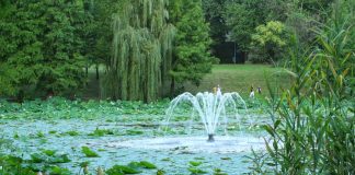 Un întreg lac din București riscă să dispară de pe harta orașului