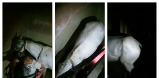 Poliția a descoperit un cal în bucătăria unei garsoniere de la etajul 4 | VIDEO