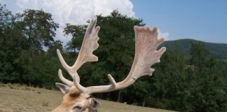 O pădure din România va fi repopulată cu cerbi lopătari