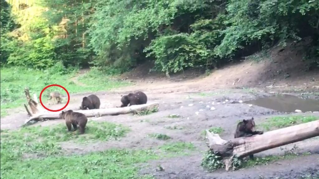 urși bruni lup cenușiu brașov