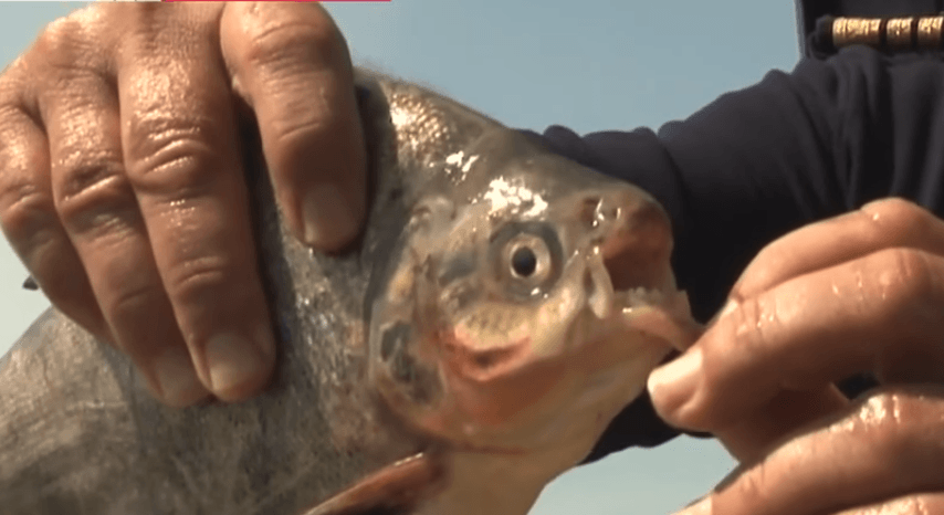 Un pește pacu a fost prin în urmă cu doi ani în Dunăre FOTO: Captură video Observator TV