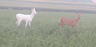 Căprioară albă, fotografiată în România. ”E un fenomen foarte rar” căprioară albinoasă cluj