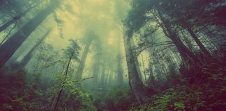 A fost descoperit cel mai înalt arbore din Amazon copac