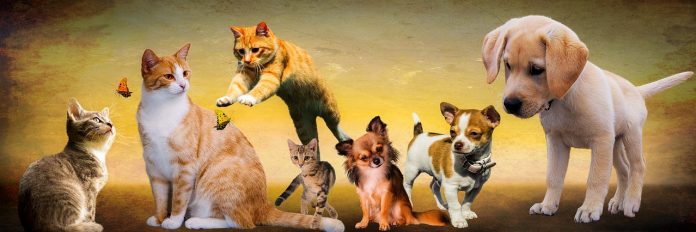pisici câini Recensământul animalelor de companie în București