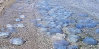 Meduze albastre pe o plajă de la Marea Neagră | VIDEO meduze albastre