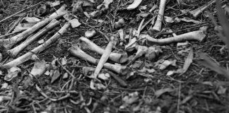 Craniile și oasele găsite pe câmp în județul Olt au o vechime de 70-80 de ani oase