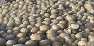 “Ouăle de gheață”, fenomenul bizar de pe o plajă europeană ouă gheață finlanda