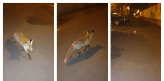 Vulpe filmată în timp ce se plimba pe străzile din București vulpe bucurești