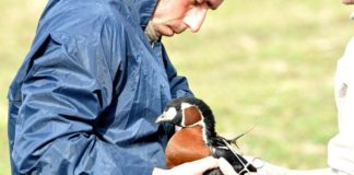Un brăilean a mâncat o pasăre rară. Resturile le-a dat la câine FOTO: Pavel Simionov/sor.ro