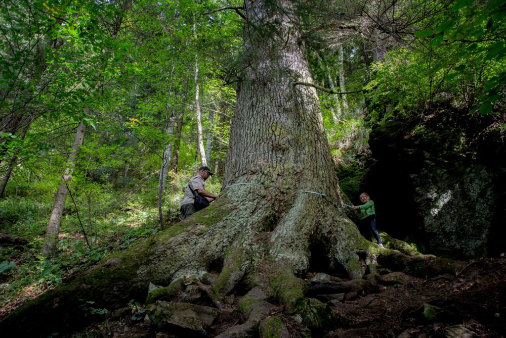 paznicul cibinului arborele european al anului 2020