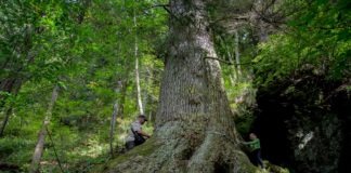 Bradul de 500 de ani din România ce poate deveni Arborele European al Anului paznicul cibinului arborele european al anului 2020