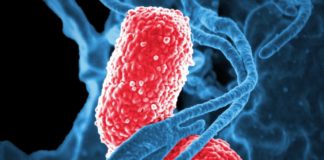 A fost descoperită o celulă a sistemului imunitar ce a ucis 10 tipuri de cancer celulă cancer organism bacterie