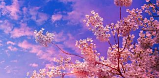 Cele mai frumoase flori din lume. 9 plante ce par culese din paradis cele mai frumoase flori din lume cireși înfloriți