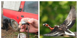 Gâsca cu gât roșu Emilia a fost braconată. Ce arată datele transmise de emițător gâsca cu gât roșu emilia braconată