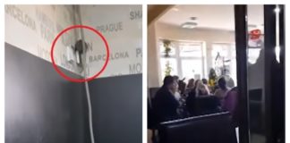 Șobolan filmat într-o cofetărie din Târgu Jiu | VIDEO șobolan cofetărie târgu jiu