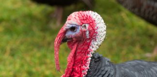 În România a ajuns carne de la ferme cu gripă aviară FOTO: julianuc/Pixabay.com