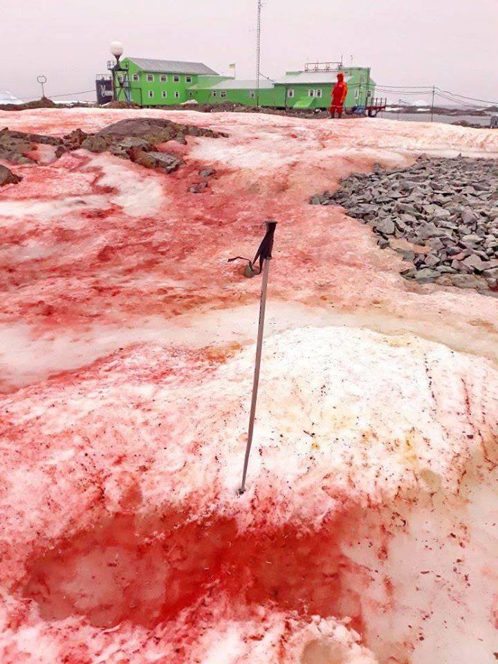 zăpadă din antarctica roșie