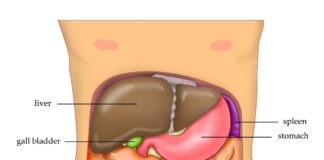 Ce rol are ficatul. 7 funcții ale unui organ esențial pentru noi ce rol are ficatul