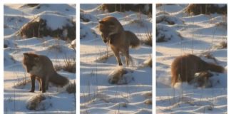 Imagini rare cu o vulpe surprinsă la vânătoare în Carpați vulpe la vânătoare