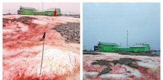 De ce a devenit roșie zăpada din Antarctica zăpadă roșie antarctica