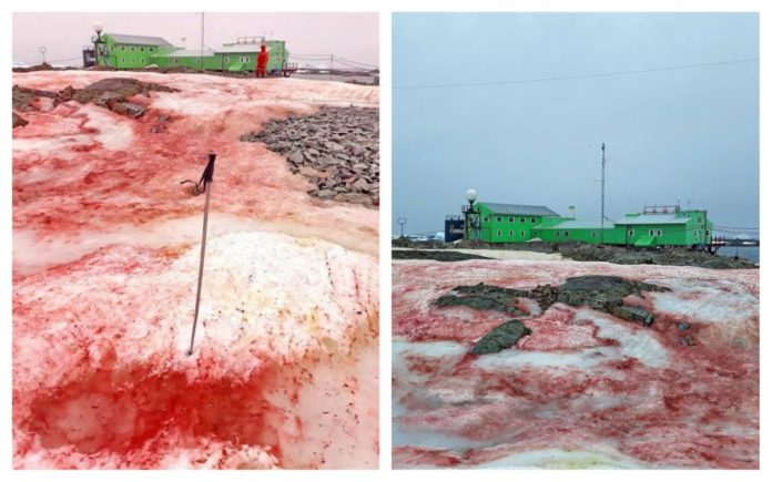 zăpadă roșie antarctica