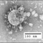 virusul SARS-COV-1