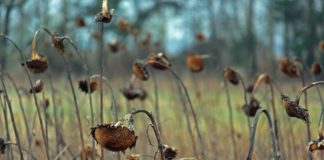 Ministrul Agriculturii anunță că vor fi scumpiri de alimente din cauza secetei secetă floarea soarelui