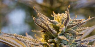 Poate fi folositor canabisul în lupta cu coronavirusul?