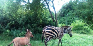 Imagini rare cu animal sălbatic bizar. Cum a apărut “zebra” cu dungi doar pe picioare zebră kenya