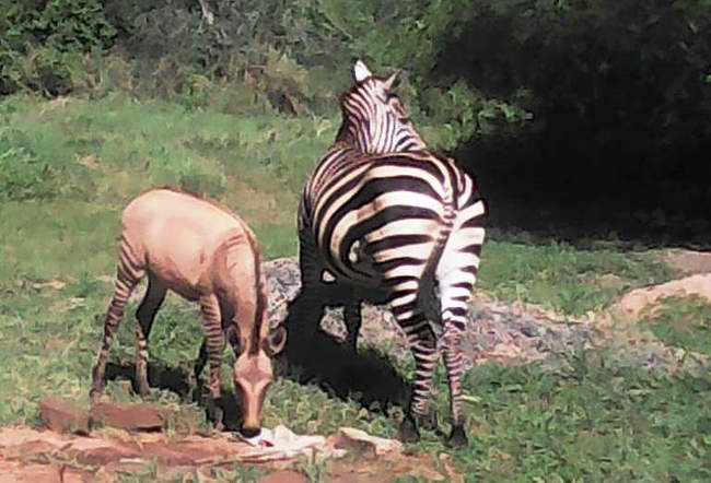 zebră kenya