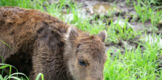 Cel mai simpatic pui de zimbru din România | FOTO