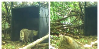 Imagini rare cu o pisică sălbatică, în România. Felina solitară este foarte greu de văzut în natură pisica sălbatică romsilva