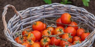 Câte calorii are o roșie în funcție de cât de mare este. 3 exemple câte calorii are o roșie