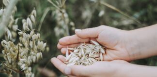 România exportă tot mai multe cereale