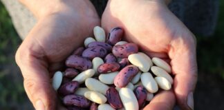 Câte calorii are fasolea verde, roșie, boabe, păstăi, prăjită sau cu ciolan câte calorii are fasolea roșie albă