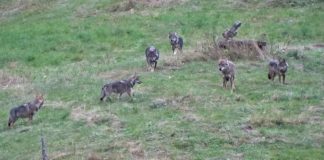 Imagini superbe cu o haită de lupi surprinsă în sălbăticie, în România lupi neamț