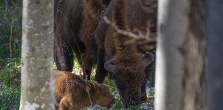 Primul pui de zimbru născut în libertate, în Munții Făgăraș | VIDEO