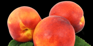 Câte calorii are o nectarină în funcție de dimensiunile ei câte calorii are o nectarină