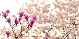 Cum va fi vremea în următoarele patru săptămâni FOTO: shell_ghostcage/Pixabay.com