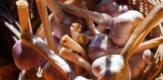 Cercetătorii români au creat usturoiul Benone. Are gust dulce-acrișor și e iute FOTO: matthiasboeckel/Pixabay.com