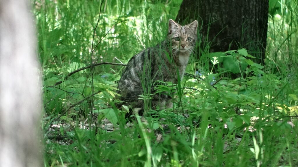 Pisica sălbatică surprinsă într-o pădure din Vaslui FOTO: Romsilva/Facebook