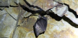 A fost descoperit în Europa un coronavirus înrudit cu SARS-CoV-2 FOTO: rnoid/Pixabay.com